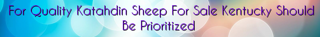 For Quality Katahdin Sheep For Sale Kentucky Should Be Prioritized