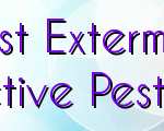 How To Work With Pest Exterminator Vancouver BC Experts For Effective Pest Control Boston